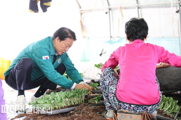 최윤희 농가의 접목 작업을 시작으로 2026년산 참외 접목을 본격적으로 실시 ⓒ파이낸셜데일리/성주군