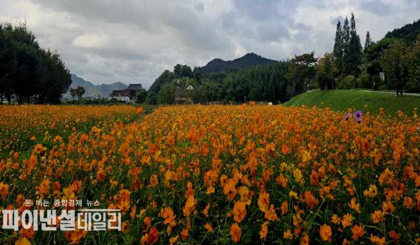 유네스코 세계문화유산인 양동마을 내 약 4,000㎡ 규모의 코스모스 꽃단지를 조성 ⓒ파이낸셜데일리/경주시