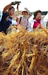 中 인삼 대대적 공세…한국산 인삼 위협 불가피