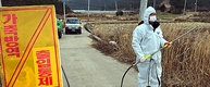 고병원성 AI 확진 판정된 충남 부여 닭…영향 전국으로 확산