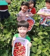 정부, 딸기산업 내수·수출 전략상품으로 육성