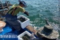 경주시, 양남 어촌계 마을어장에 전복 치패 12만 마리 방류