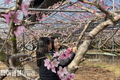 경산시, 압량읍 '복숭아 꽃' 하우스에서 첫 개화