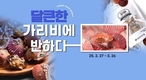 수협쇼핑, 제철 활가리비 1만원대 특가 판매