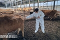 경주시, 구제역(FMD) 유입 방지에 총력 대응 '구제역 백신 긴급' 일제 접종
