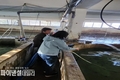 경북도, 산불 피해지역 양식장 2차 피해예방 수산방역기동반 운영