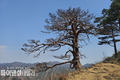 남부지방산림청, '대왕소나무 고사에 따른 사후 관리 방안 논의 전문가, 지역주민 설명회' 개최