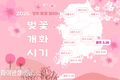 경주시, '봄꽃 개화정보 벚꽃알리미’ 서비스 개시